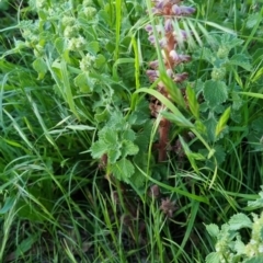 Orobanche minor at Bungendore, NSW - 15 Nov 2022