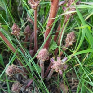 Orobanche minor at Bungendore, NSW - 15 Nov 2022 07:14 PM