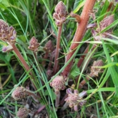 Orobanche minor at Bungendore, NSW - 15 Nov 2022 07:14 PM