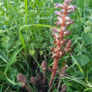 Orobanche minor at Bungendore, NSW - 15 Nov 2022 07:14 PM