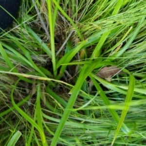 Cyperus eragrostis at Bungendore, NSW - 15 Nov 2022