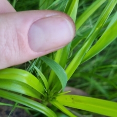 Cyperus eragrostis at Bungendore, NSW - 15 Nov 2022