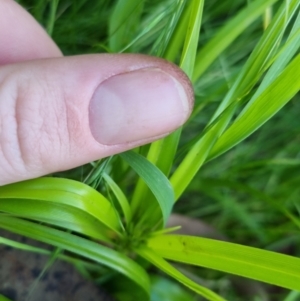 Cyperus eragrostis at Bungendore, NSW - 15 Nov 2022