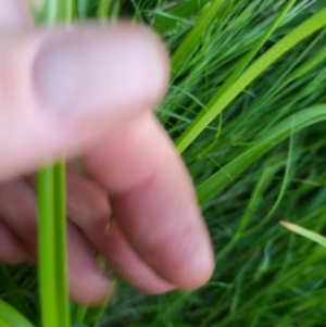 Cyperus eragrostis at Bungendore, NSW - 15 Nov 2022