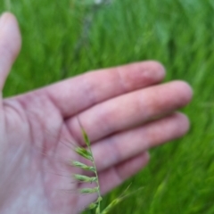 Vulpia (genus) (A Squirreltail Fescue) at Bungendore, NSW - 15 Nov 2022 by clarehoneydove