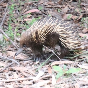 Tachyglossus aculeatus at Alpine, NSW - 20 Oct 2022