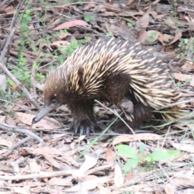 Tachyglossus aculeatus (Short-beaked Echidna) at Wingecarribee Local Government Area - 19 Oct 2022 by JanHartog