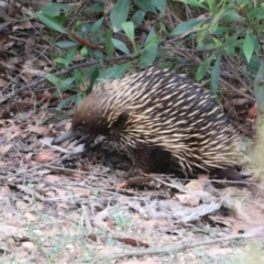 Tachyglossus aculeatus at Alpine, NSW - 20 Oct 2022 10:13 AM