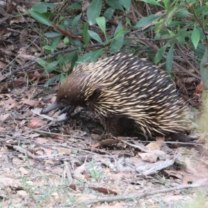 Tachyglossus aculeatus at Alpine, NSW - 20 Oct 2022