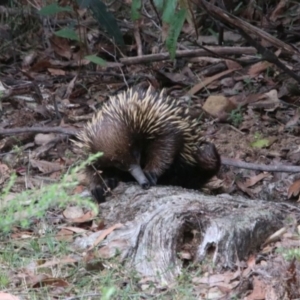 Tachyglossus aculeatus at Alpine, NSW - 20 Oct 2022 10:13 AM