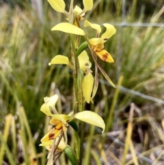 Diuris sulphurea (Tiger Orchid) at Wamboin, NSW - 14 Nov 2022 by Komidar