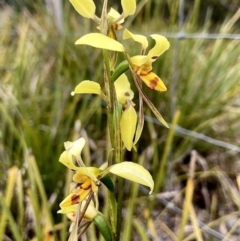 Diuris sulphurea (Tiger Orchid) at Wamboin, NSW - 15 Nov 2022 by Komidar