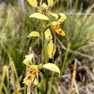 Diuris sulphurea at Wamboin, NSW - suppressed