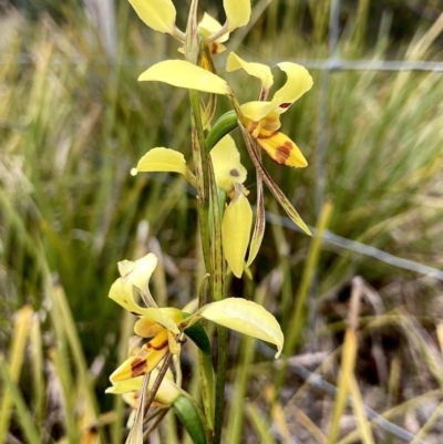 Diuris sulphurea (Tiger Orchid) at Wamboin, NSW - 15 Nov 2022 by Komidar