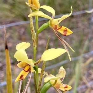 Diuris sulphurea at Wamboin, NSW - suppressed