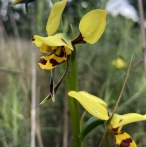 Diuris sulphurea at Wamboin, NSW - suppressed