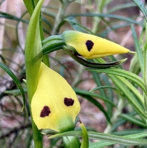 Diuris sulphurea at Wamboin, NSW - suppressed