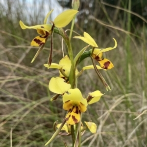 Diuris sulphurea at Wamboin, NSW - suppressed