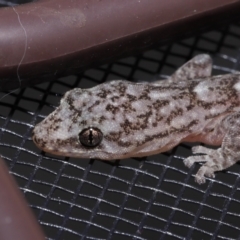 Christinus marmoratus at Evatt, ACT - 11 Nov 2022 06:55 PM