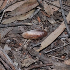 Molytria perplexa at Acton, ACT - 12 Nov 2022