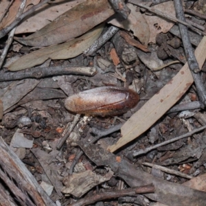 Molytria perplexa at Acton, ACT - 12 Nov 2022