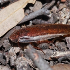 Molytria perplexa at Acton, ACT - 12 Nov 2022