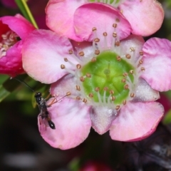 Apocrita (suborder) (Unidentified wasp) at ANBG - 6 Nov 2022 by TimL