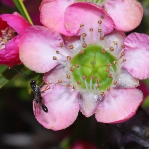 Apocrita (suborder) at Acton, ACT - 7 Nov 2022