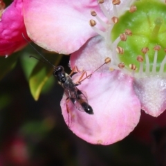 Apocrita (suborder) at Acton, ACT - 7 Nov 2022