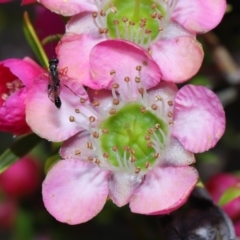 Apocrita (suborder) at Acton, ACT - 7 Nov 2022