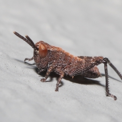 Acrididae sp. (family) (Unidentified Grasshopper) at ANBG - 5 Nov 2022 by TimL