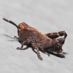 Acrididae sp. (family) at Acton, ACT - 6 Nov 2022 10:12 AM