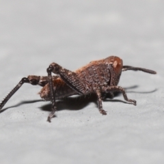 Acrididae sp. (family) at Acton, ACT - 6 Nov 2022