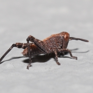 Acrididae sp. (family) at Acton, ACT - 6 Nov 2022 10:12 AM