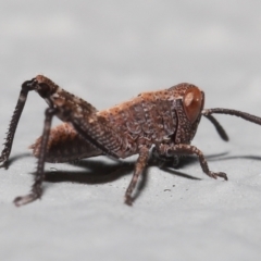 Acrididae sp. (family) at Acton, ACT - 6 Nov 2022 10:12 AM