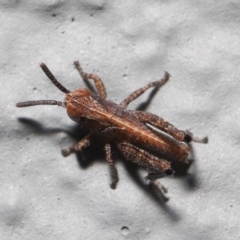 Acrididae sp. (family) at Acton, ACT - 6 Nov 2022