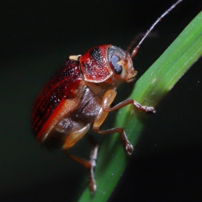 Cadmus sp. (genus) (Unidentified Cadmus leaf beetle) at Acton, ACT - 6 Nov 2022 by TimL