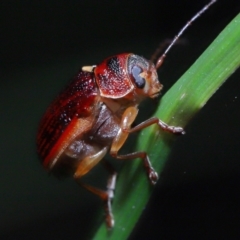 Cadmus sp. (genus) (Unidentified Cadmus leaf beetle) at Acton, ACT - 5 Nov 2022 by TimL