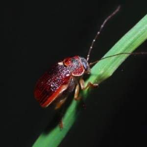 Cadmus sp. (genus) at Acton, ACT - 6 Nov 2022 10:37 AM