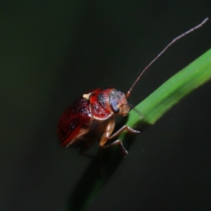 Cadmus sp. (genus) at Acton, ACT - 6 Nov 2022