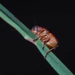 Cadmus sp. (genus) at Acton, ACT - 6 Nov 2022