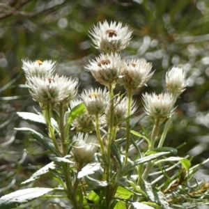 Coronidium elatum subsp. elatum at Colo Vale, NSW - suppressed