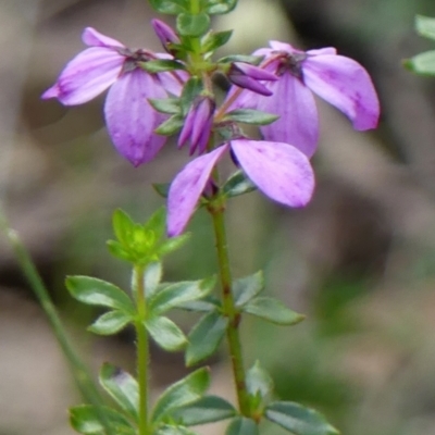 Tetratheca ciliata (Pink Bells, Black-Eyed Susan) at Colo Vale - 10 Nov 2022 by Curiosity