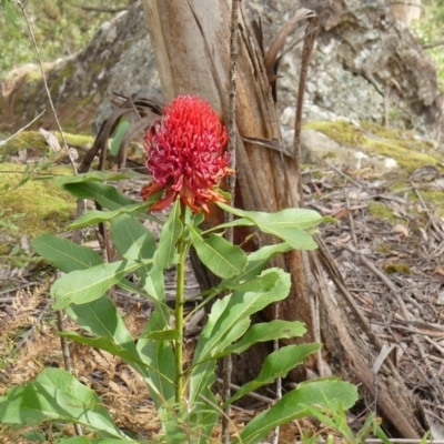 Telopea speciosissima (NSW Waratah) at Colo Vale, NSW - 10 Nov 2022 by Curiosity