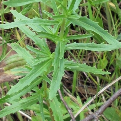 Epilobium sp. (A Willow Herb) at Weetangera, ACT - 15 Nov 2022 by sangio7