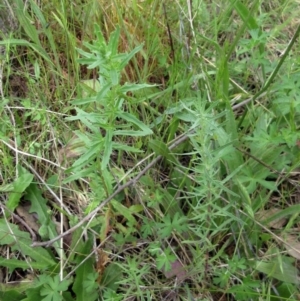 Epilobium sp. at Weetangera, ACT - 15 Nov 2022