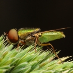 Odontomyia decipiens (Green Soldier Fly) at Belconnen, ACT - 15 Nov 2022 by amiessmacro