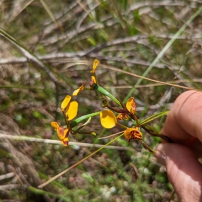 Diuris semilunulata (Late Leopard Orchid) at Mulloon, NSW - 15 Nov 2022 by MPennay
