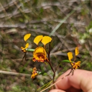 Diuris semilunulata at Mulloon, NSW - 15 Nov 2022