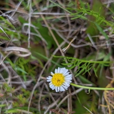 Calotis anthemoides (Chamomile Burr-daisy) at Mulloon, NSW - 15 Nov 2022 by MPennay